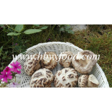 Cogumelo Shiitake Seco Sem Haste (Flor Branca)